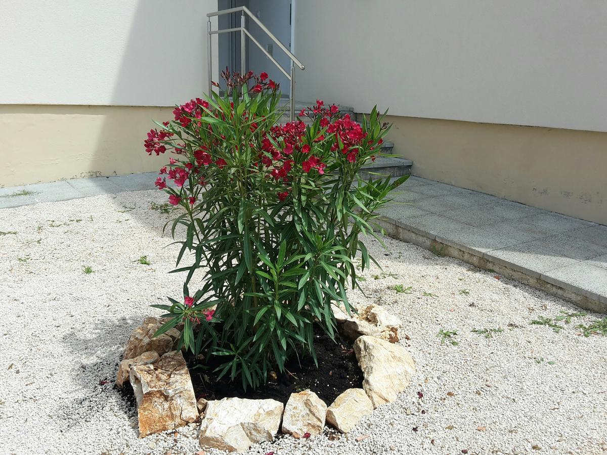Ferienwohnung Atena Zaton Nin Exterior foto